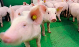 猪的视频,视频里的萌态瞬间